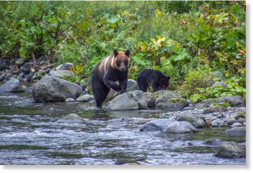 A bear in Hokkaido
