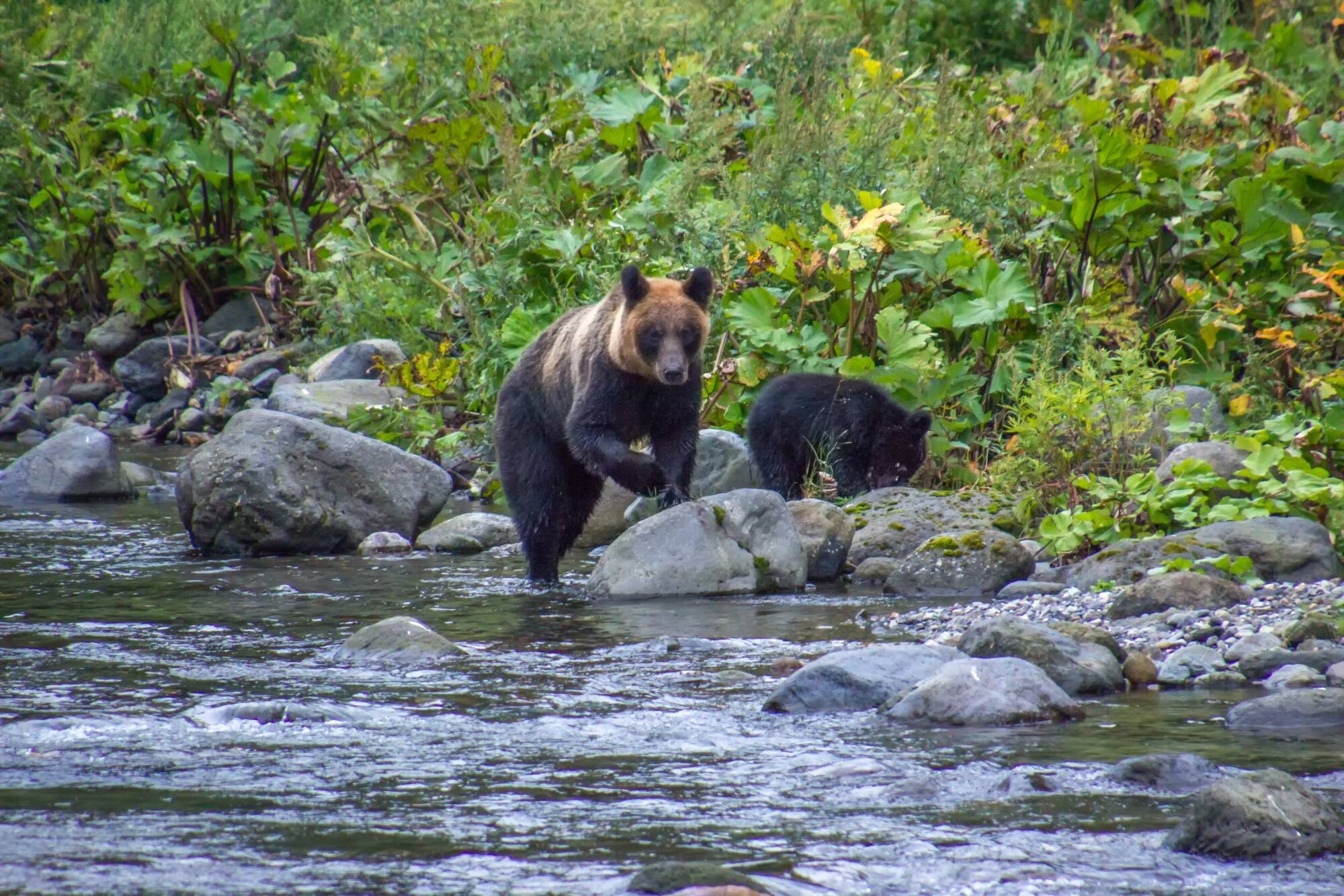 A bear in Hokkaido