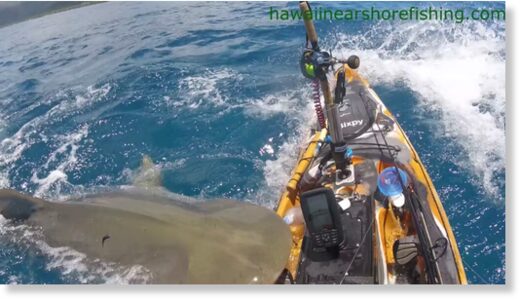 Click to enlarge The terrifying moment a huge tiger shark takes a bite out of a fisherman’s kayak off the coast of O’ahu, Hawaii.