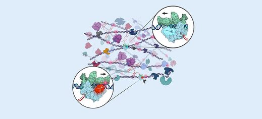 Click to enlarge newfound dna repair mechanism