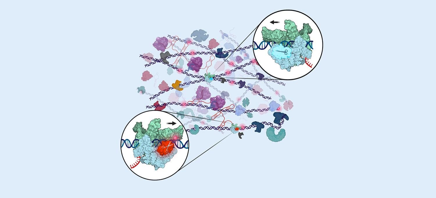 Click to enlarge newfound dna repair mechanism