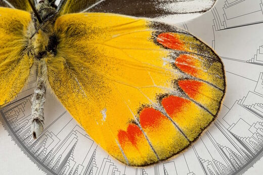 butterfly genetic dispersal