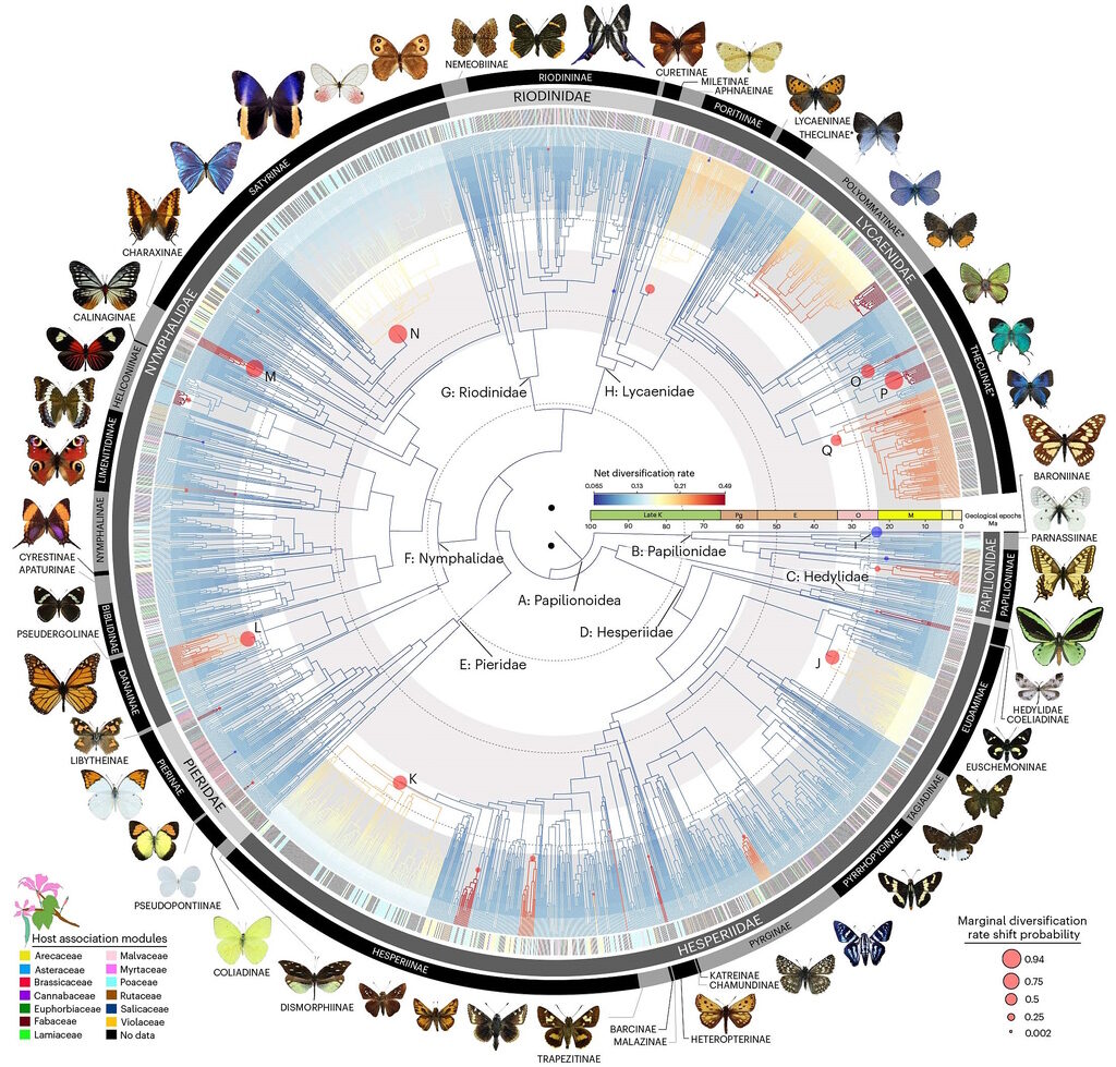 butterfly family tree origin