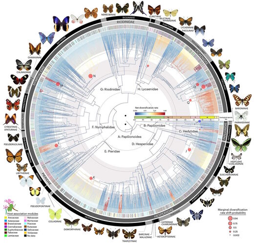 Click to enlarge butterfly family tree origin