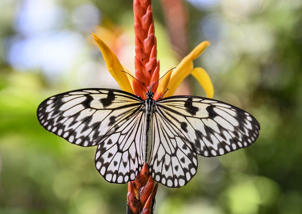 Butterflies