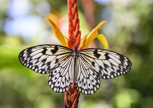 Click to enlarge Butterflies