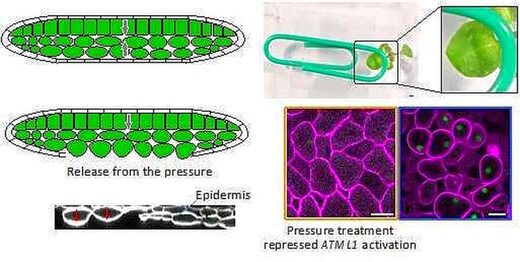 plant cells regenerate mechanical cues