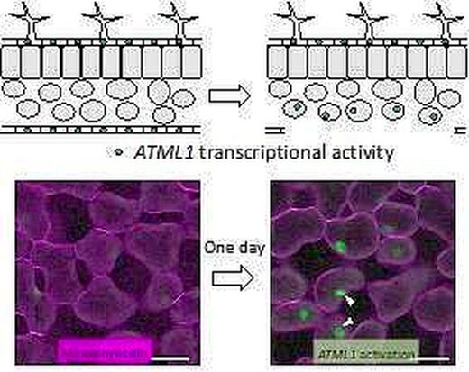 plant cells regenerate mechanical cues