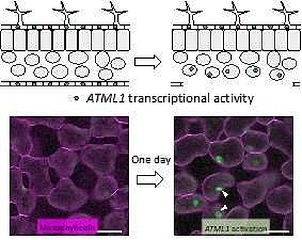 plant cells regenerate mechanical cues