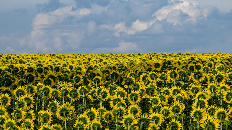 Click to enlarge sunflower field