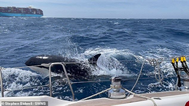 Click to enlarge The orcas let up the chase after an hour but the steering on the boat failed so they headed back to shore