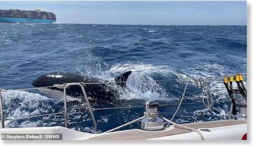 Click to enlarge The orcas let up the chase after an hour but the steering on the boat failed so they headed back to shore