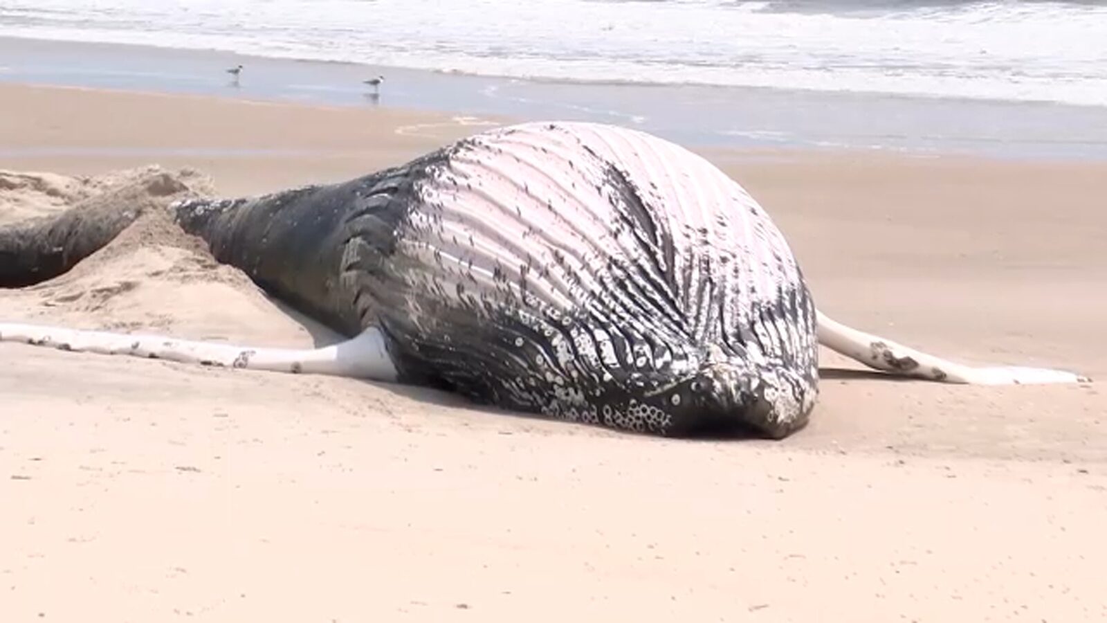 A beached whale washed ashore at Robert Moses State Park on Friday.