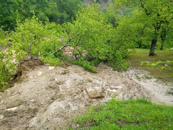 Damage to Il Regno Del Marrone's chestnut grove.