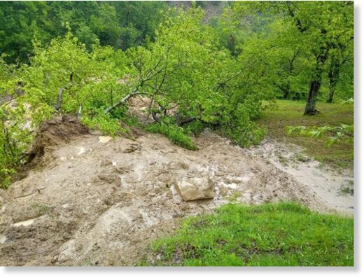 Damage to Il Regno Del Marrone's chestnut grove.