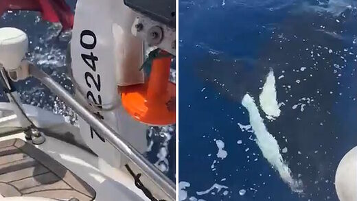 orca attack spain gibralter sailboat killer whale