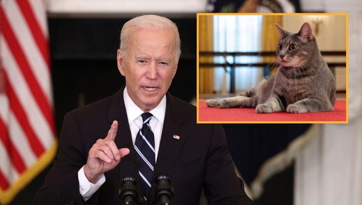 biden cat satire bribe