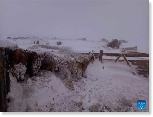 This photo taken on May 20, 2023 shows livestock enduring snow storms in the eastern province of Sukhbaatar, Mongolia.
