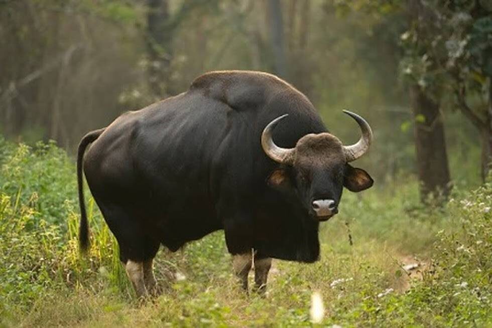 Click to enlarge Forest officials suspect that the bison that killed