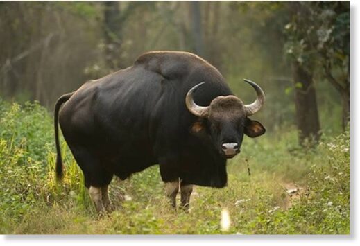 Click to enlarge Forest officials suspect that the bison that killed
