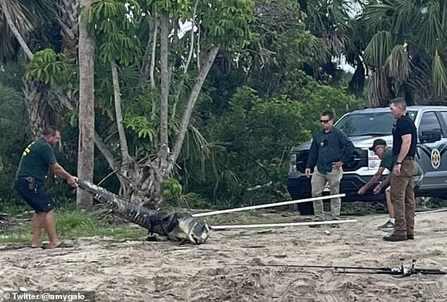 Florida Fish and Wildlife Commission (FWC) said a nuisance alligator trapper removed the 10.5-foot gator (pictured here) from the property. It was then euthanized