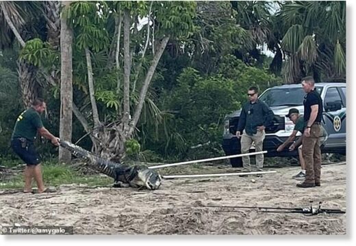 Florida Fish and Wildlife Commission (FWC) said a nuisance alligator trapper removed the 10.5-foot gator (pictured here) from the property. It was then euthanized