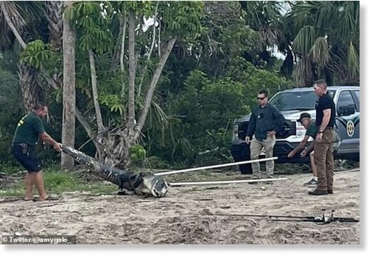Click to enlarge Florida Fish and Wildlife Commission (FWC) said a nuisance alligator trapper removed the 10.5-foot gator (pictured here) from the property. It was then euthanized