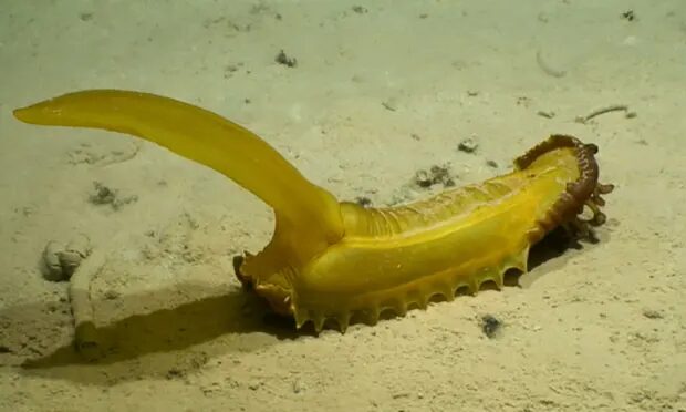 Click to enlarge deep sea creatures