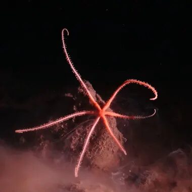 Click to enlarge deep sea creatures