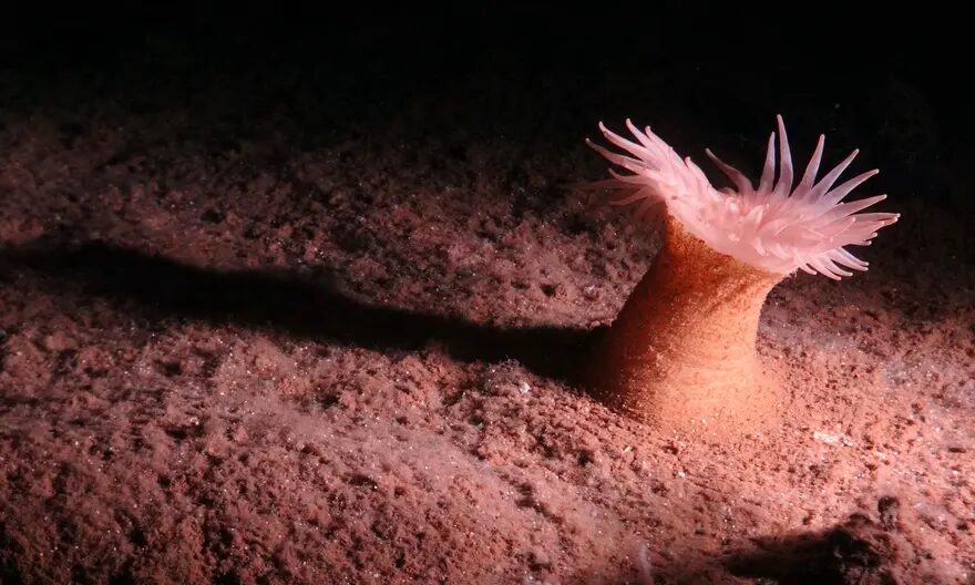 Click to enlarge deep sea creatures