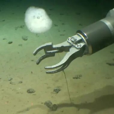 Click to enlarge deep sea creatures