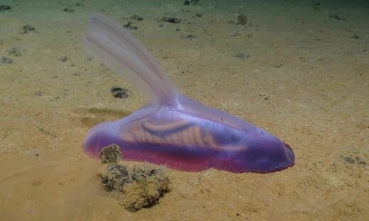deep sea creatures