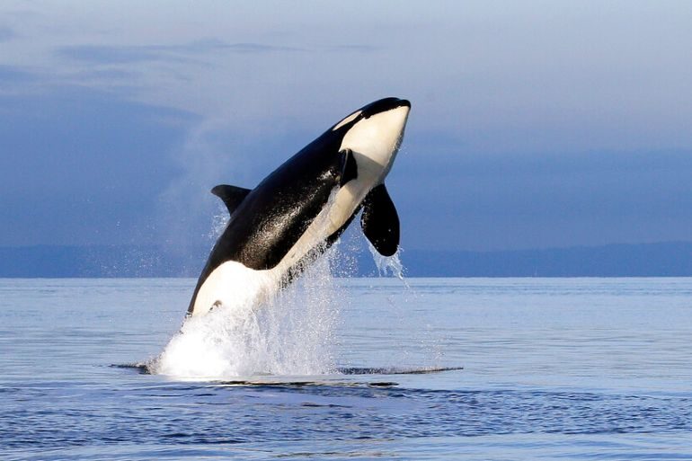 Click to enlarge An endangered female orca leaps from the water