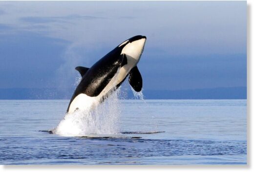Click to enlarge An endangered female orca leaps from the water