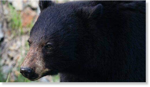 File photo of a black bear. A man was attacked by a bear near his property on May 24 in La Grande, Oregon, wildlife officials said.