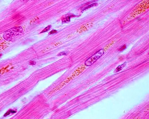 heart muscle cells