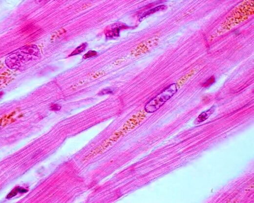 Click to enlarge heart muscle cells