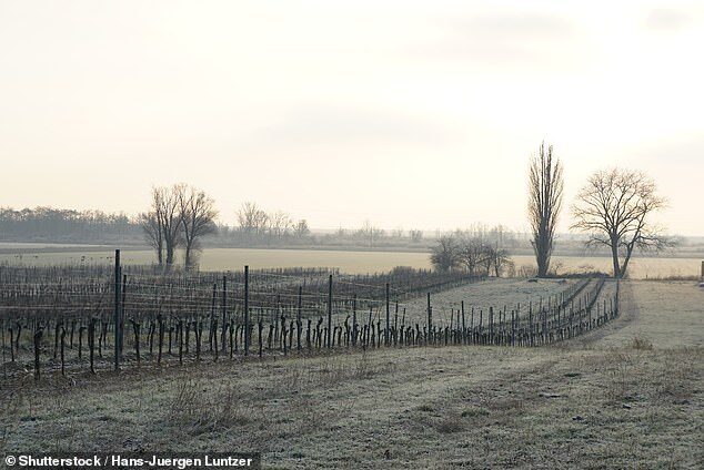 Widespread frost was reported in parts of Queensland, Northern Territory, New South Wales and Western Australia on Sunday morning   TRENDING