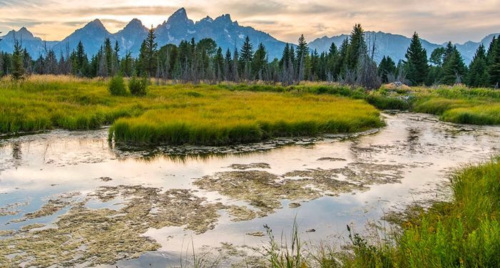 wetlands