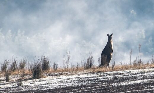 Click to enlarge kangaroo australia longer frost seasons