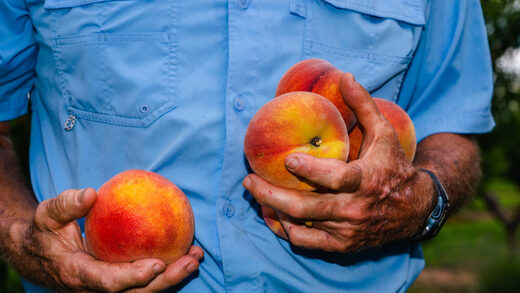 Click to enlarge peaches