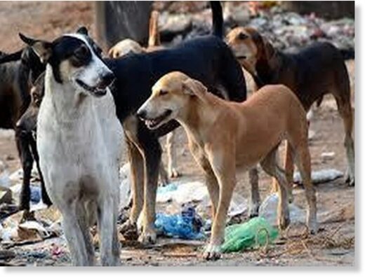 Representative Image Image Credit: ANI