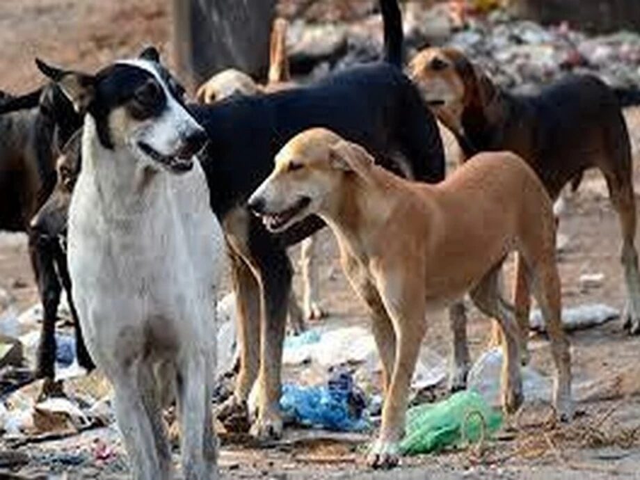 Representative Image Image Credit: ANI