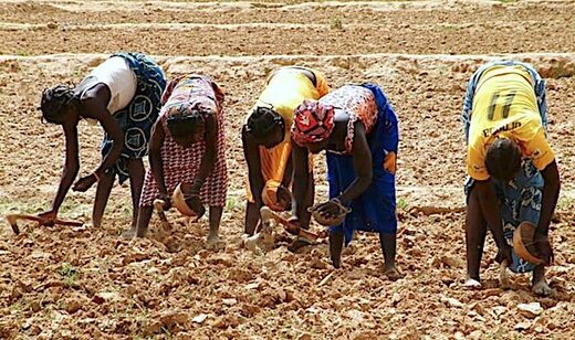 africa planting