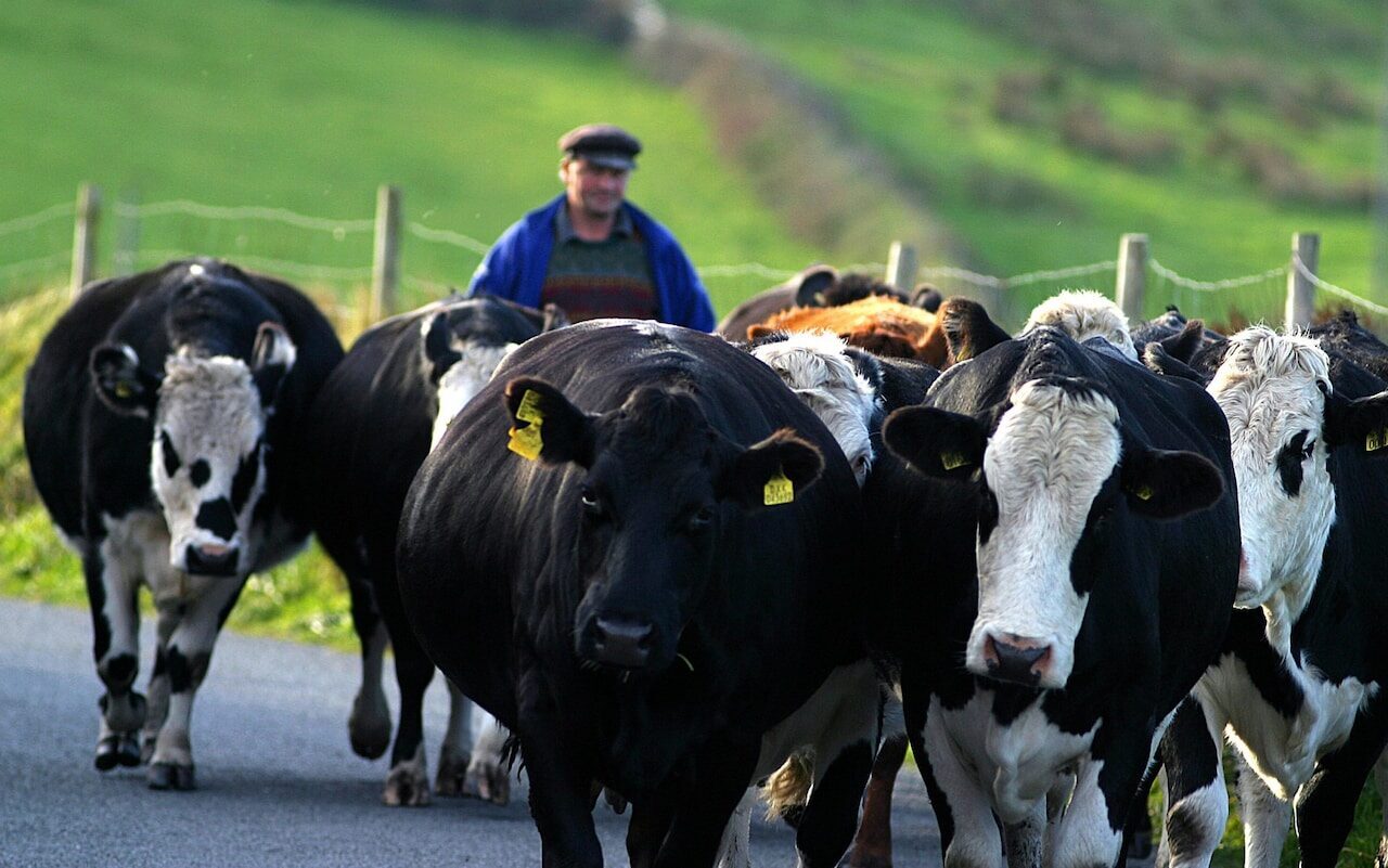Irish farmers revolt over gov'ts 'green' plan to cull 195,000 cattle ...