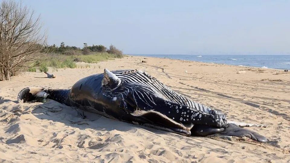 Two dead humpback whales were found off the coasts of New York and New Jersey.