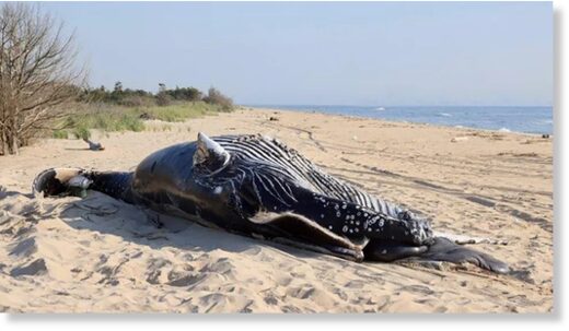 Two dead humpback whales were found off the coasts of New York and New Jersey.