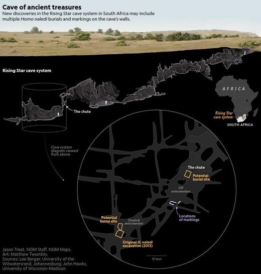 homo naledi