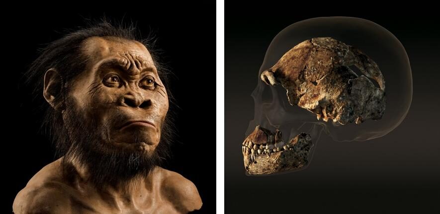 homo naledi