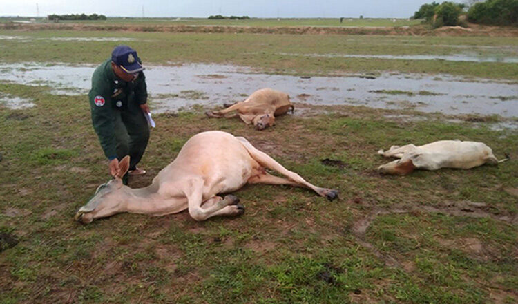 A police officer visits the paddy field where three cows were killed by lightning in Muk Pen village, Muk Pen commune, Puok district in Siem Reap province.